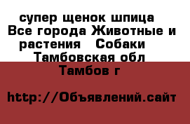 супер щенок шпица - Все города Животные и растения » Собаки   . Тамбовская обл.,Тамбов г.